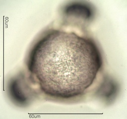 Fireweed Pollen
