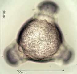 Fireweed Pollen