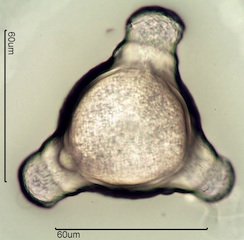Fireweed Pollen