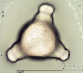 Fireweed Pollen