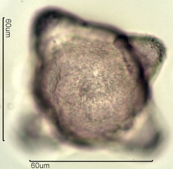 Fireweed Pollen