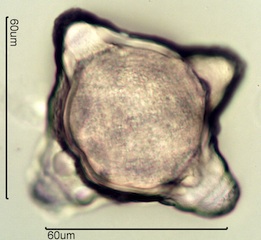 Fireweed Pollen