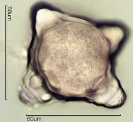 Fireweed Pollen