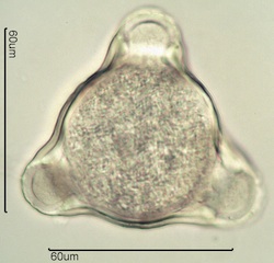 Fireweed Pollen