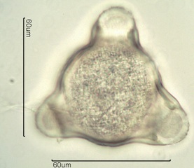 Fireweed Pollen