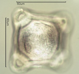 Fireweed Pollen