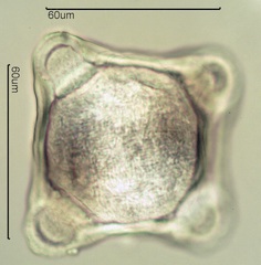 Fireweed Pollen