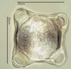 Fireweed Pollen
