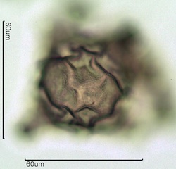 Fireweed Pollen