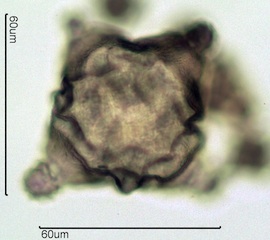 Fireweed Pollen