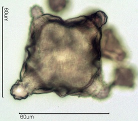 Fireweed Pollen