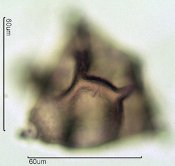 Fireweed Pollen