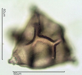 Fireweed Pollen