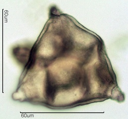 Fireweed Pollen