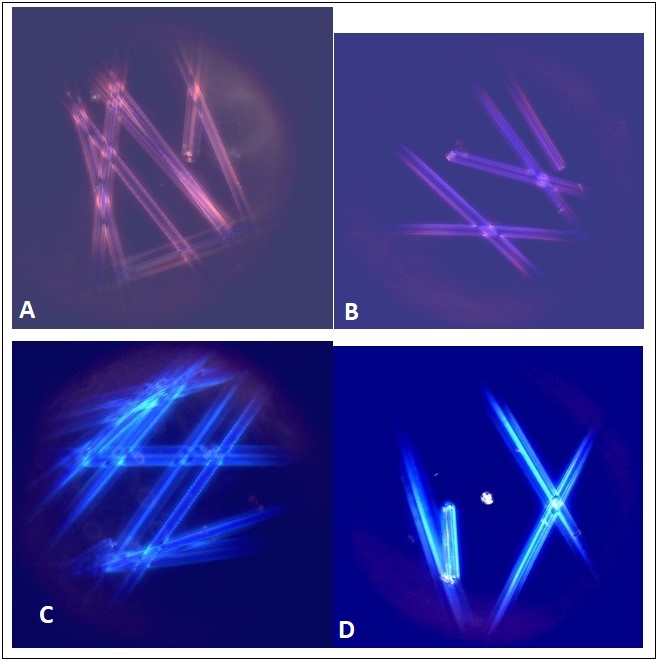 Dispersion Staining