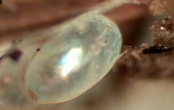 Flea Egg