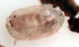 Flea Egg