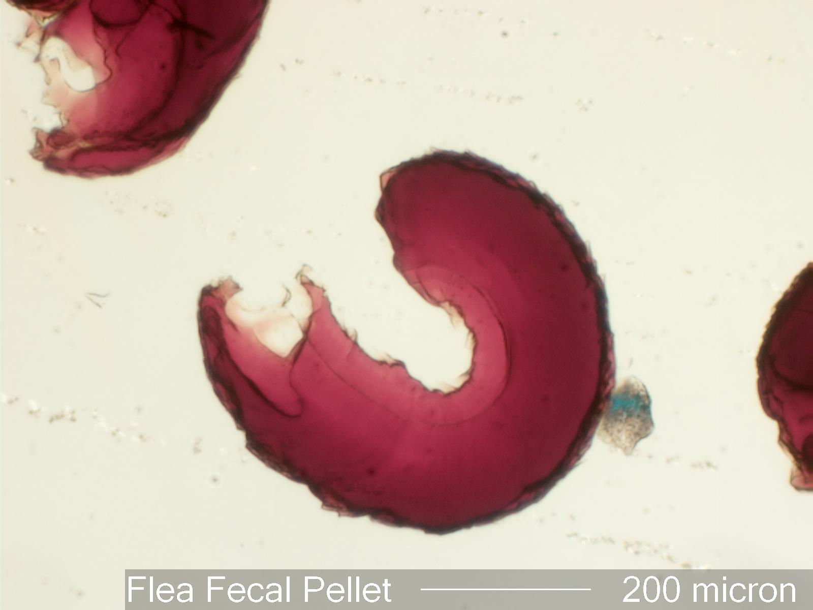 Flea Frass