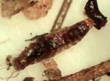 Flea Larva