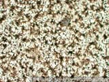 Flint Bar Cross-section