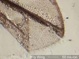 Fly Wing