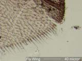Fly Wing