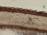 Fly Wing