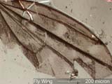 Fly Wing