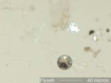 Flyash