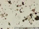 Flyash