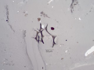 Open Cell Foam