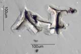 Urea-Formaldehyde Foam