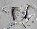 Urea-Formaldehyde Foam