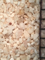 Fossil Dune Sand,Kauai