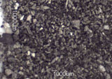 Dampwood Termite and Moisture Ant Frass
