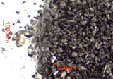 Dampwood Termite and Moisture Ant Frass