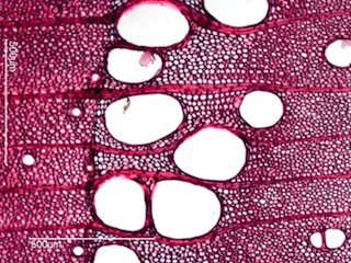 Fraxinus nigra, Cross-Section