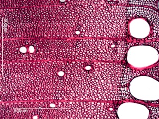 Fraxinus nigra, Cross-Section
