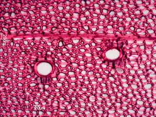 Fraxinus nigra, Cross-Section