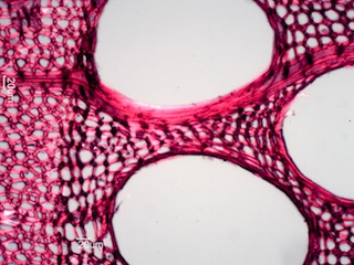 Fraxinus nigra, Cross-Section