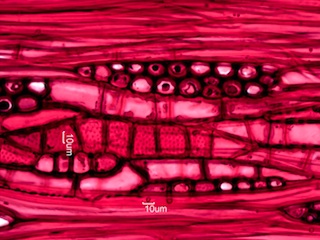 Fraxinus nigra, Tangential-Section