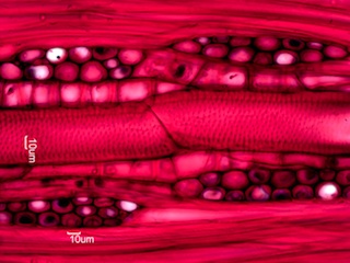 Fraxinus nigra, Tangential-Section