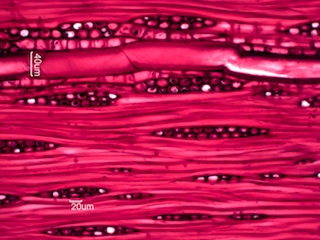 Fraxinus nigra, Tangential-Section
