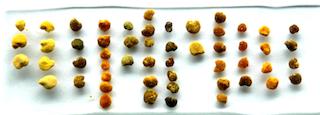 Bee Pollen