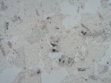 Clay Film from Water