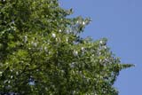 Cottonwood Tree Seeding