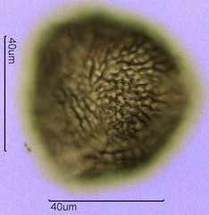 Geranium Pollen