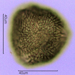 Geranium Pollen
