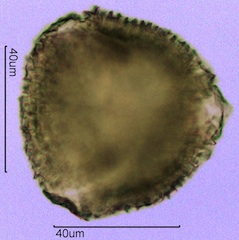 Geranium Pollen