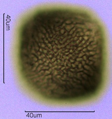 Geranium Pollen